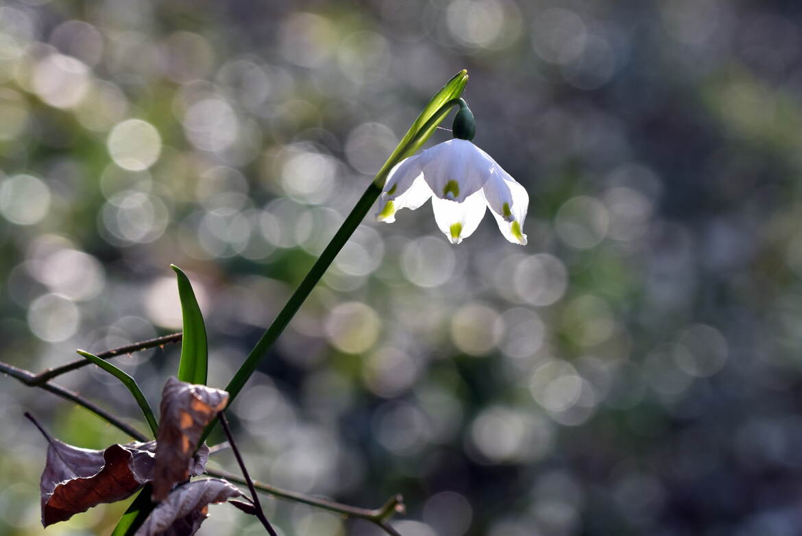 Jaillissement printanier