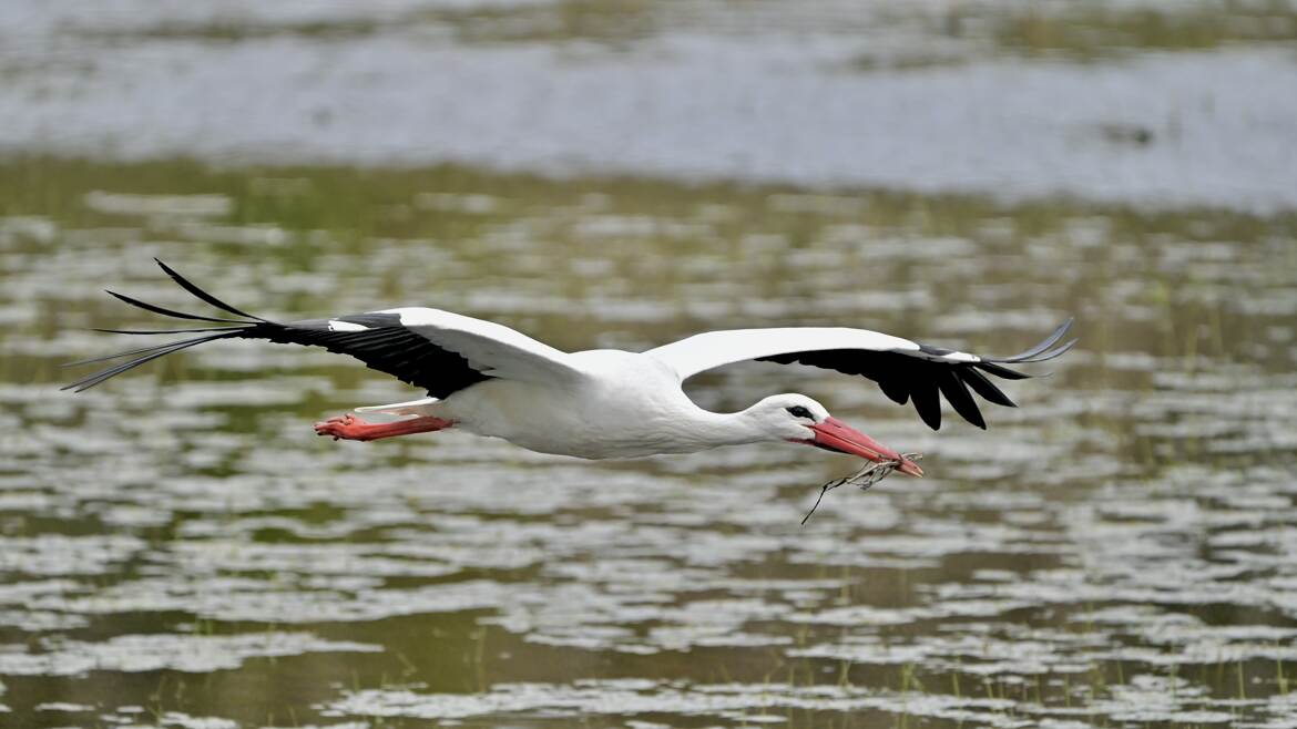 Transport de matériaux