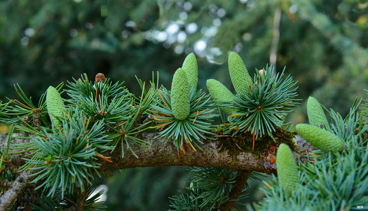 Fruits de Cèdre