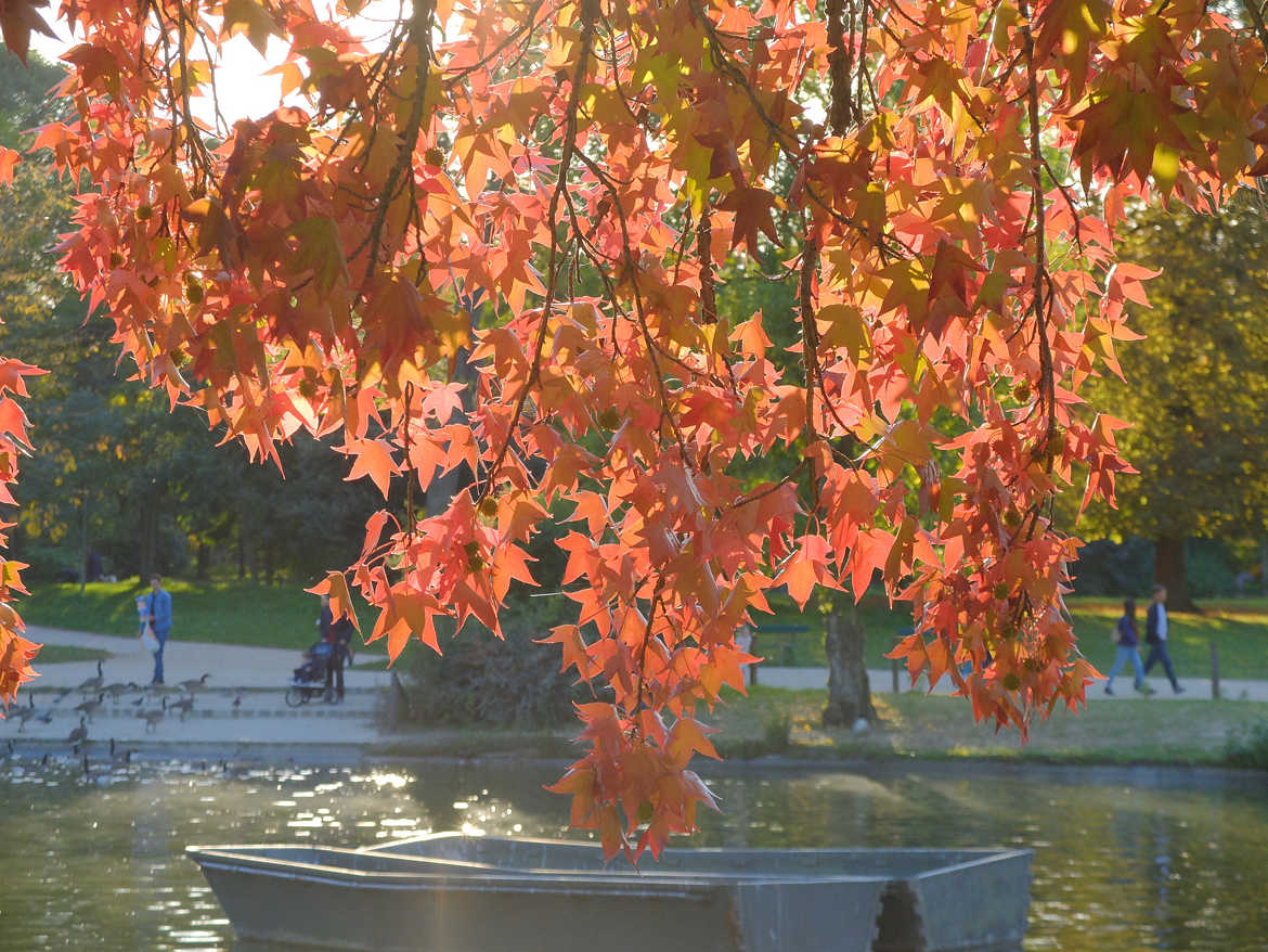 L'automne flambloyant