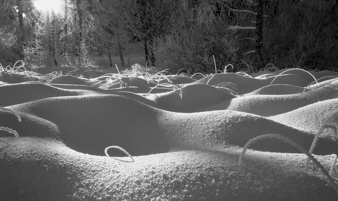 Dans la tourbière enneigée
