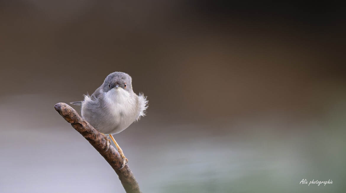 dans les yeux de la fauvette