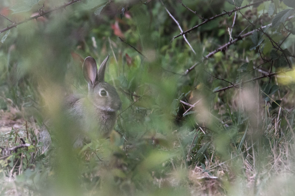 Lapin aux herbes