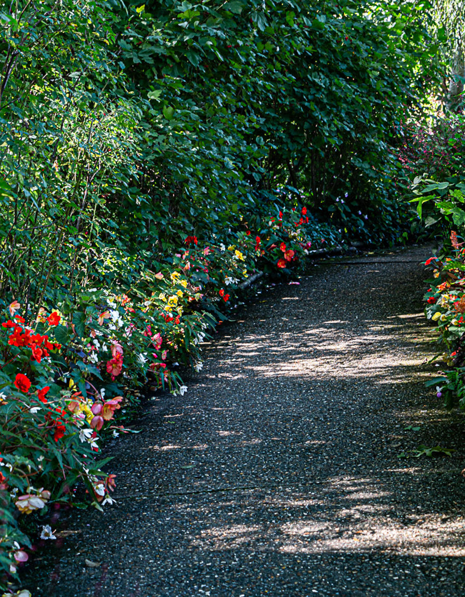 bordures fleuries jardin de C. Monet