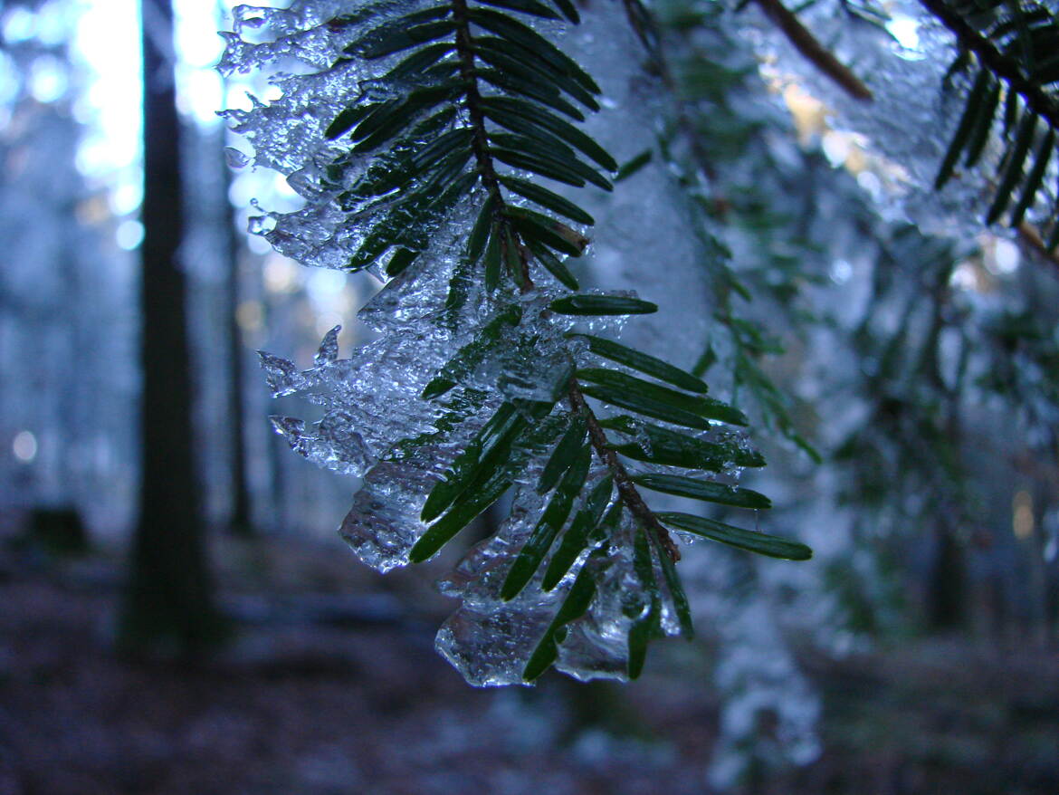Au bout de la branche