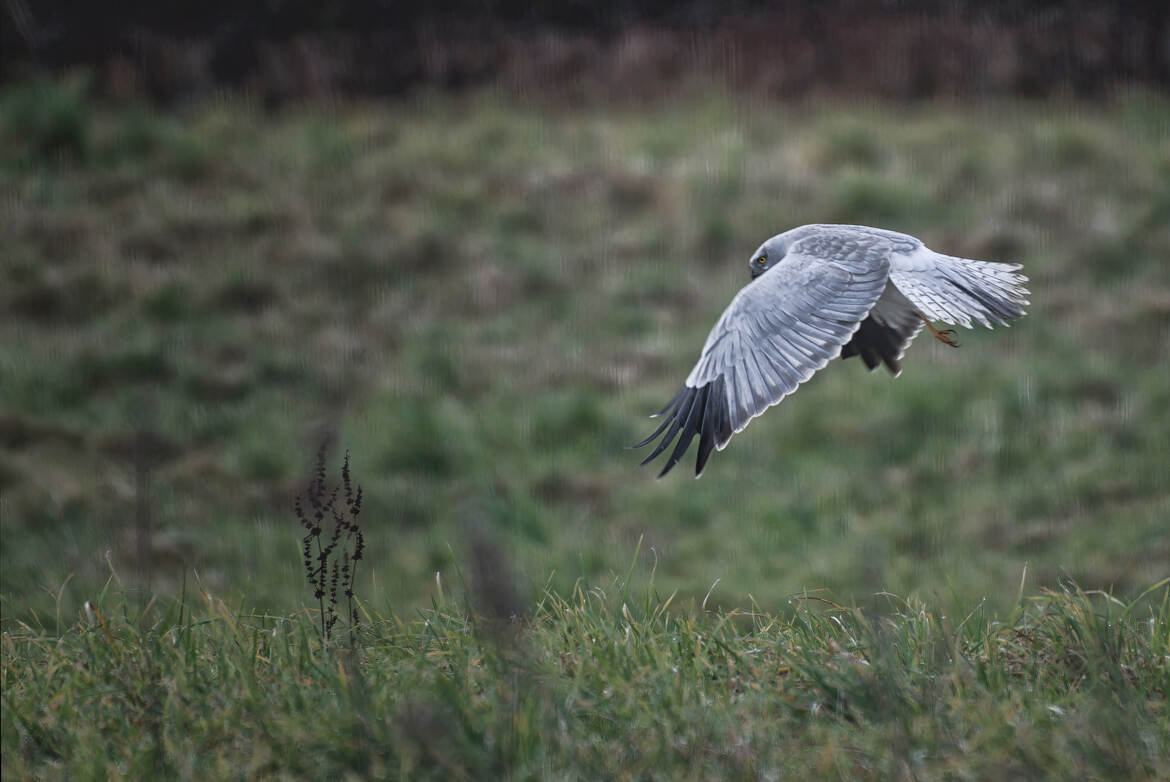 Elanion blanc en rase motte au crépuscule