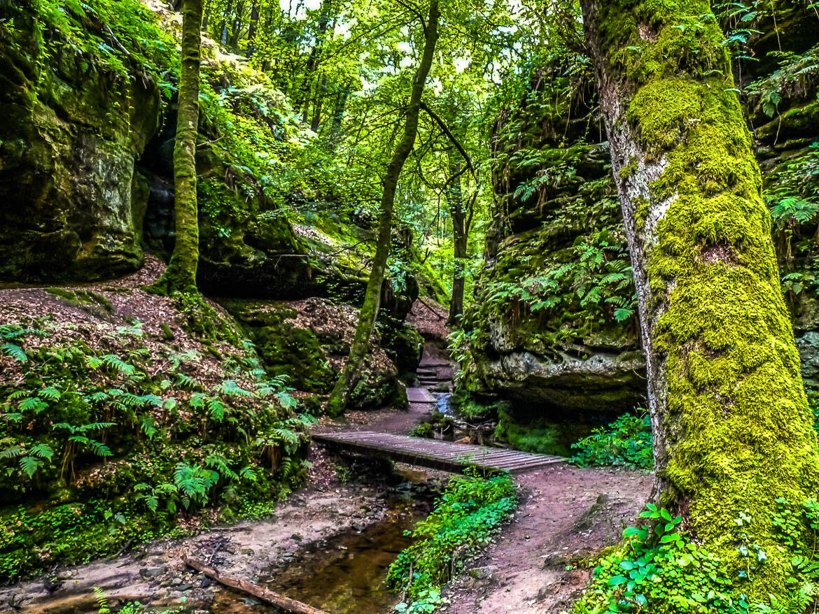 Découvertes forestière