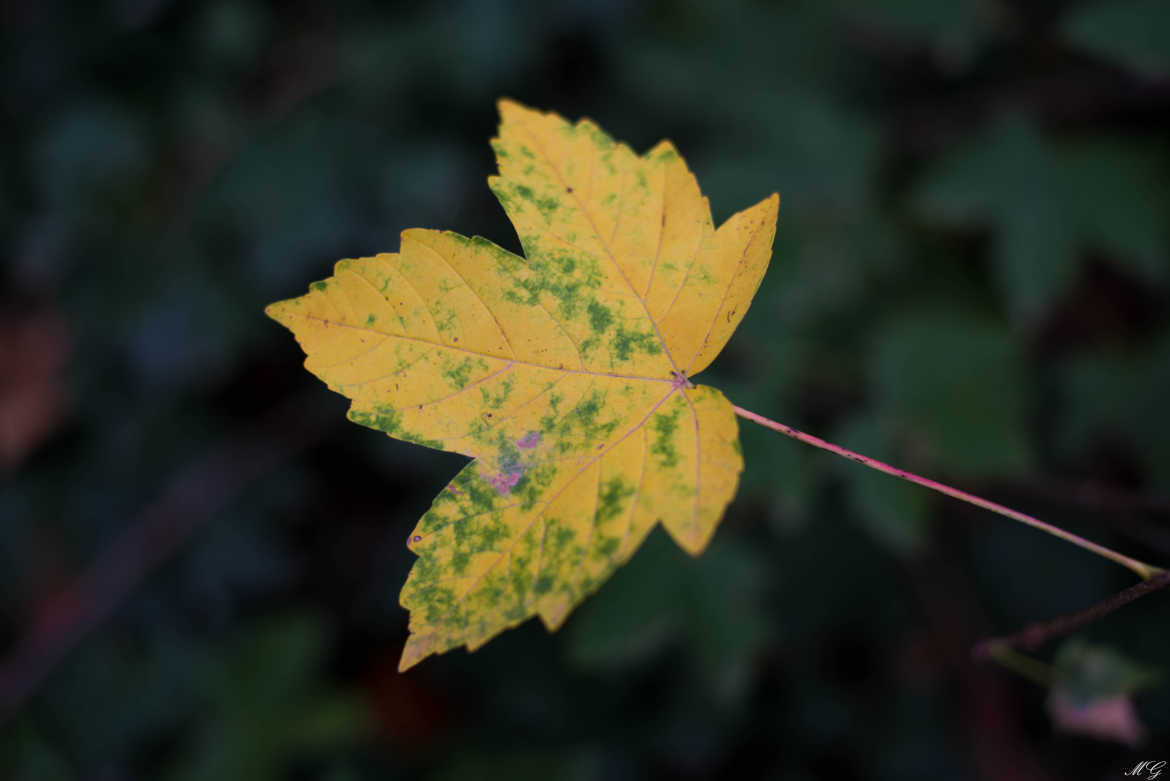 feuille d'automne