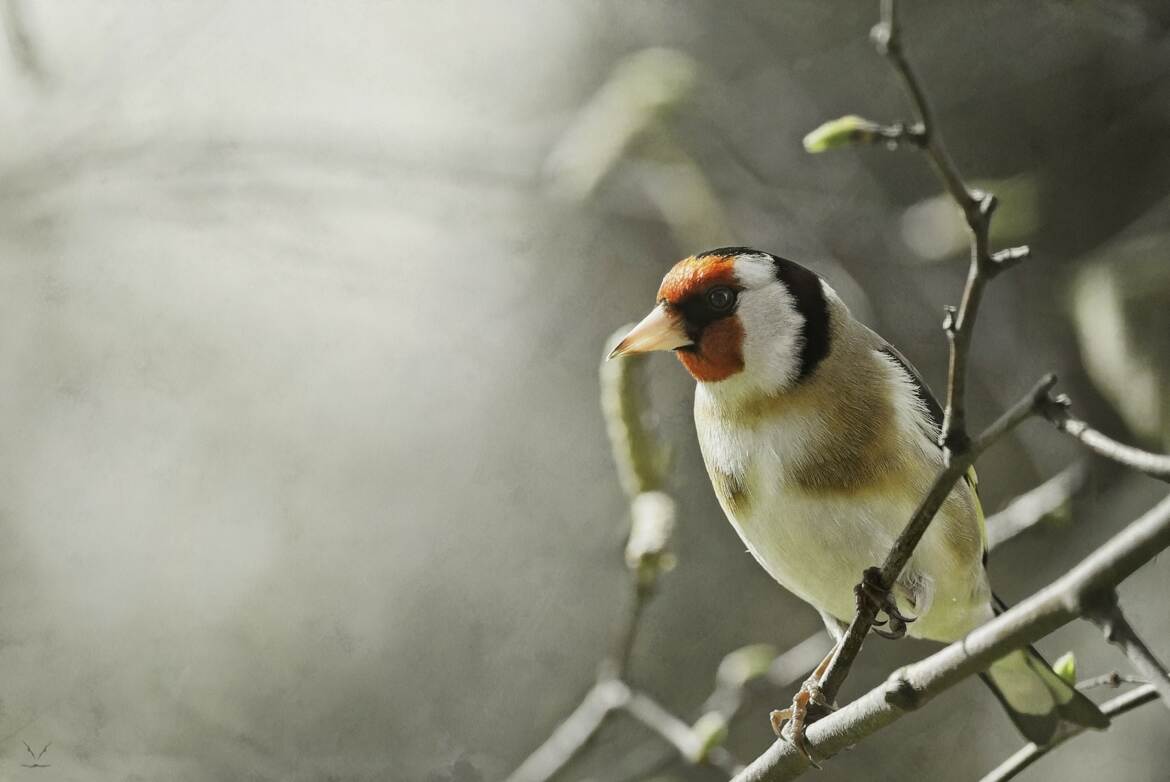 Chardonneret élégant