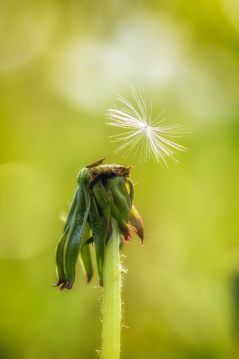 Akène fait de la résistance