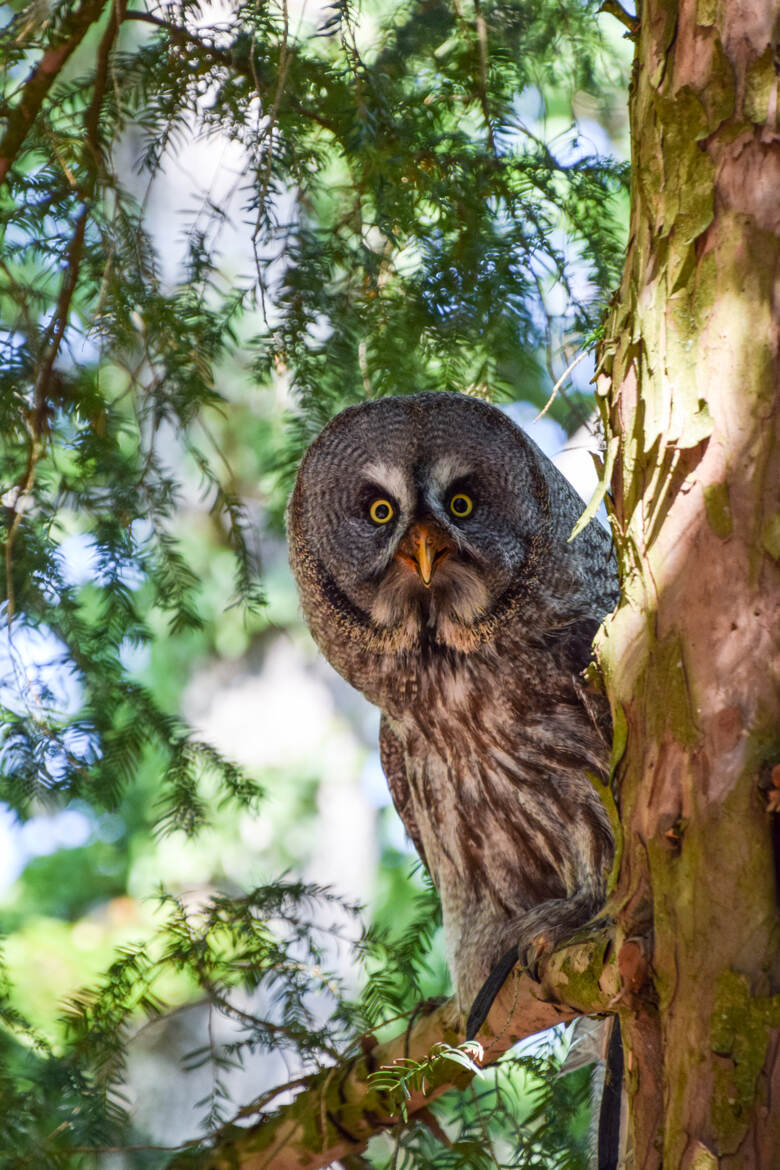 Coucou hibou coucou !