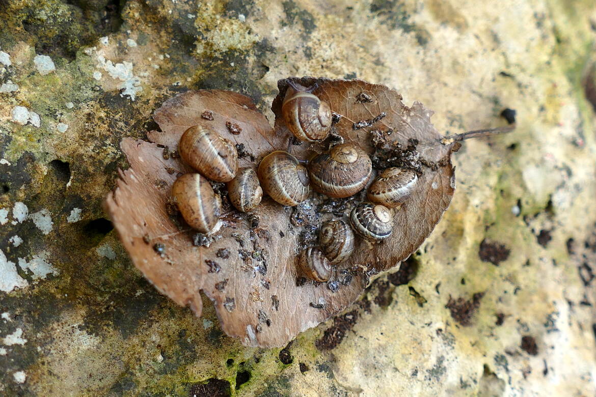 Au dos de la Feuille