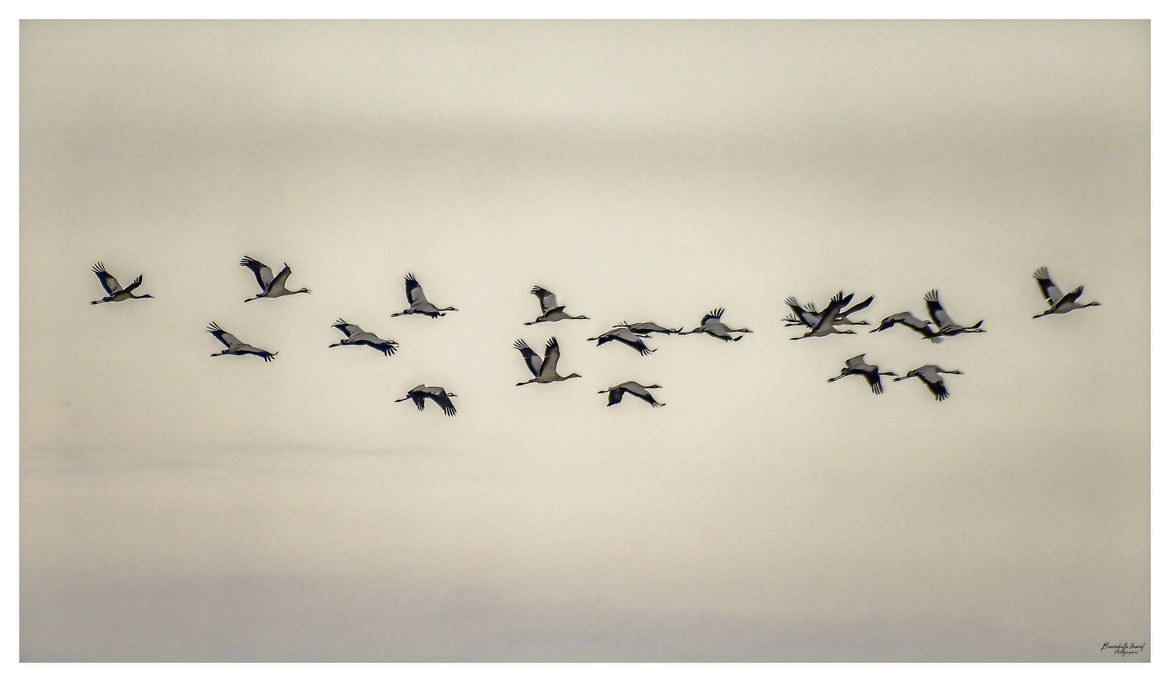 Vol de Grues cendrées