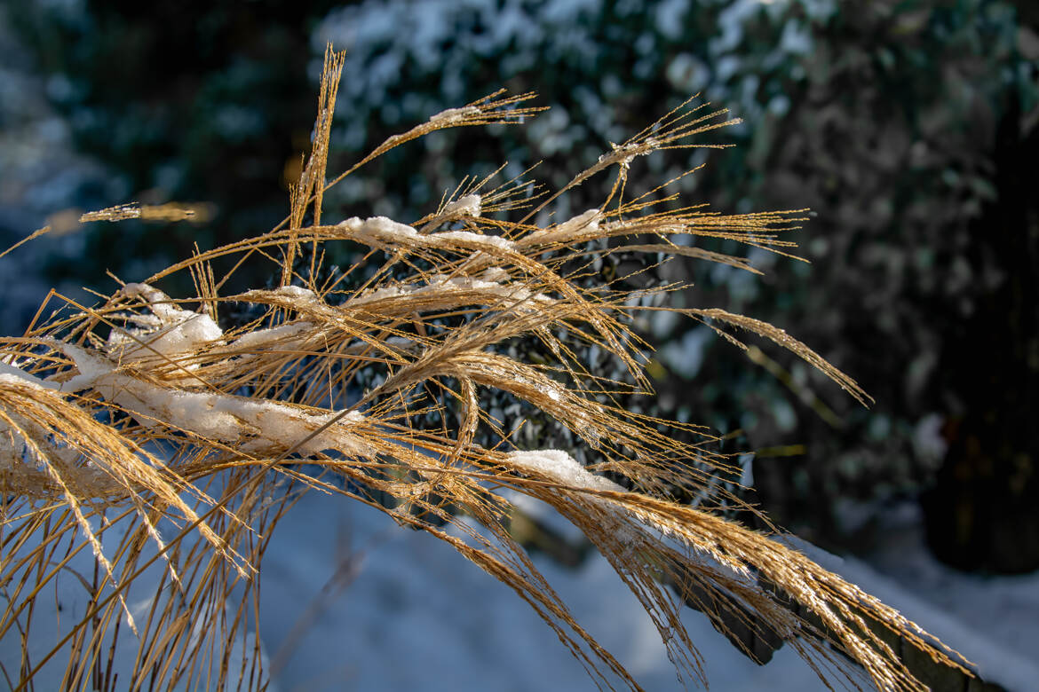 Graminées hivernale