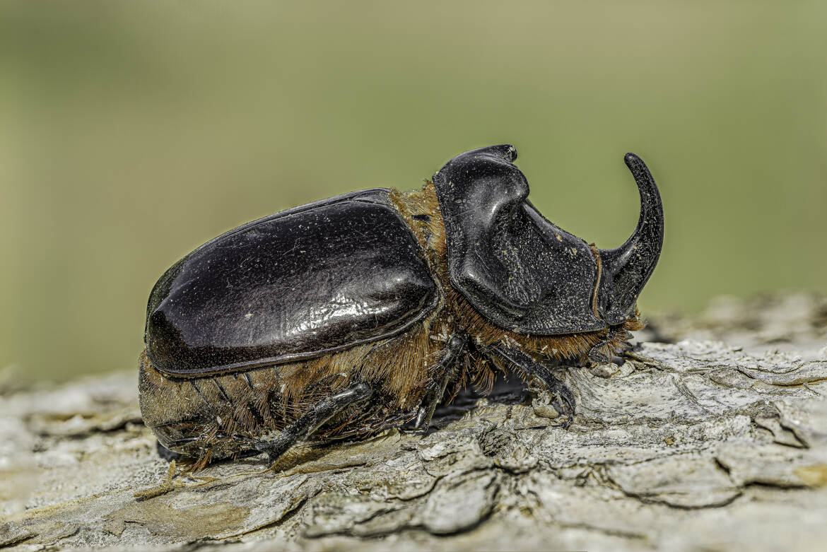 Rhinocéros Volant