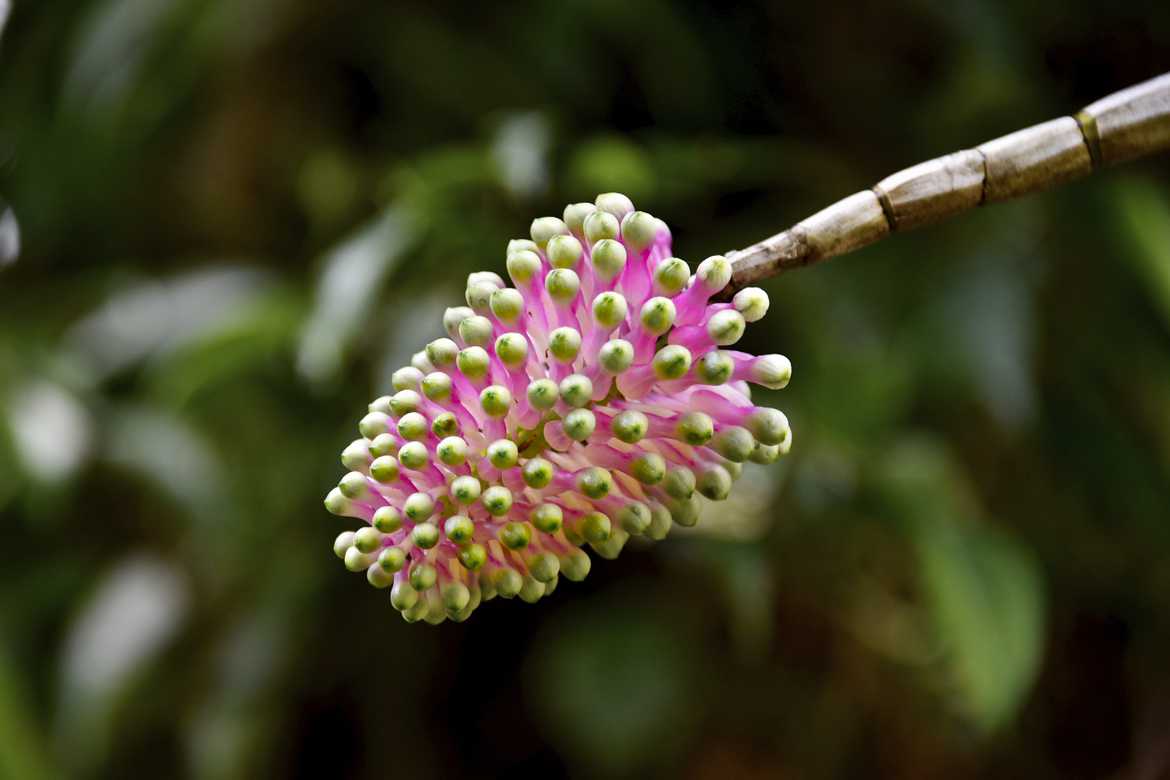 Orchidée Bottlebrush (Coelandria smillieae)