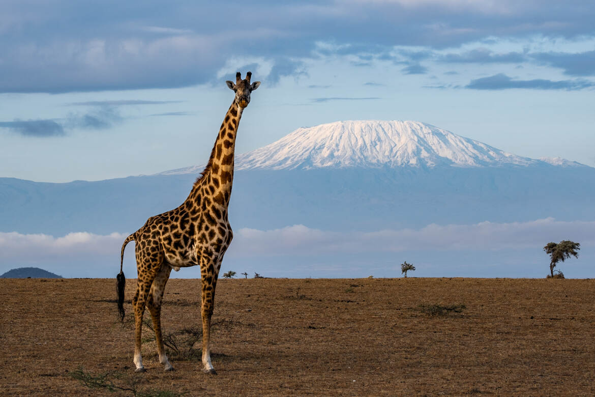 Girafe masaï et Kilimandjaro