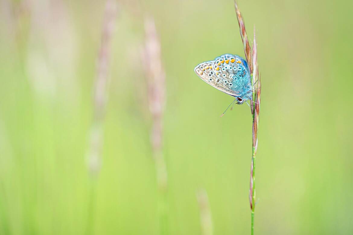 Beauté printanière