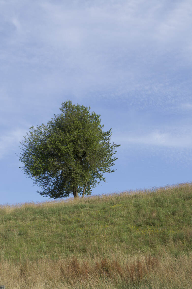 L'arbre Solitaire