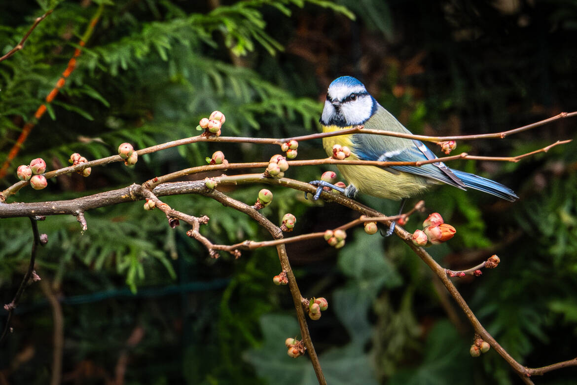 mesange dans son environnement.