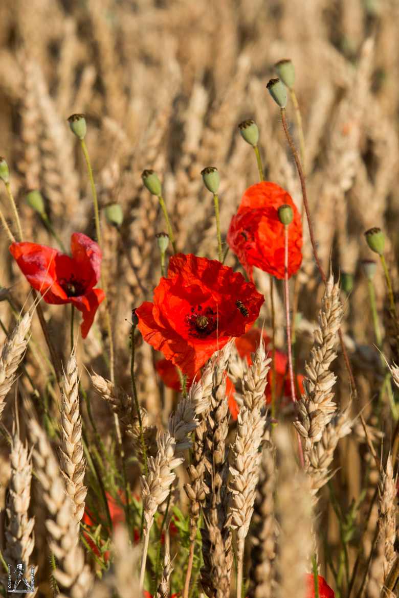 Fleurs des champs