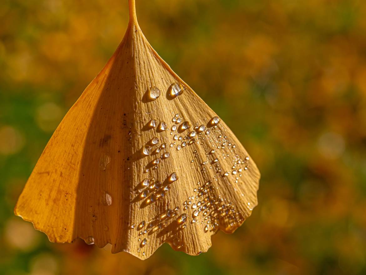 Les feuilles mortes se ramassent à la pelle (1)