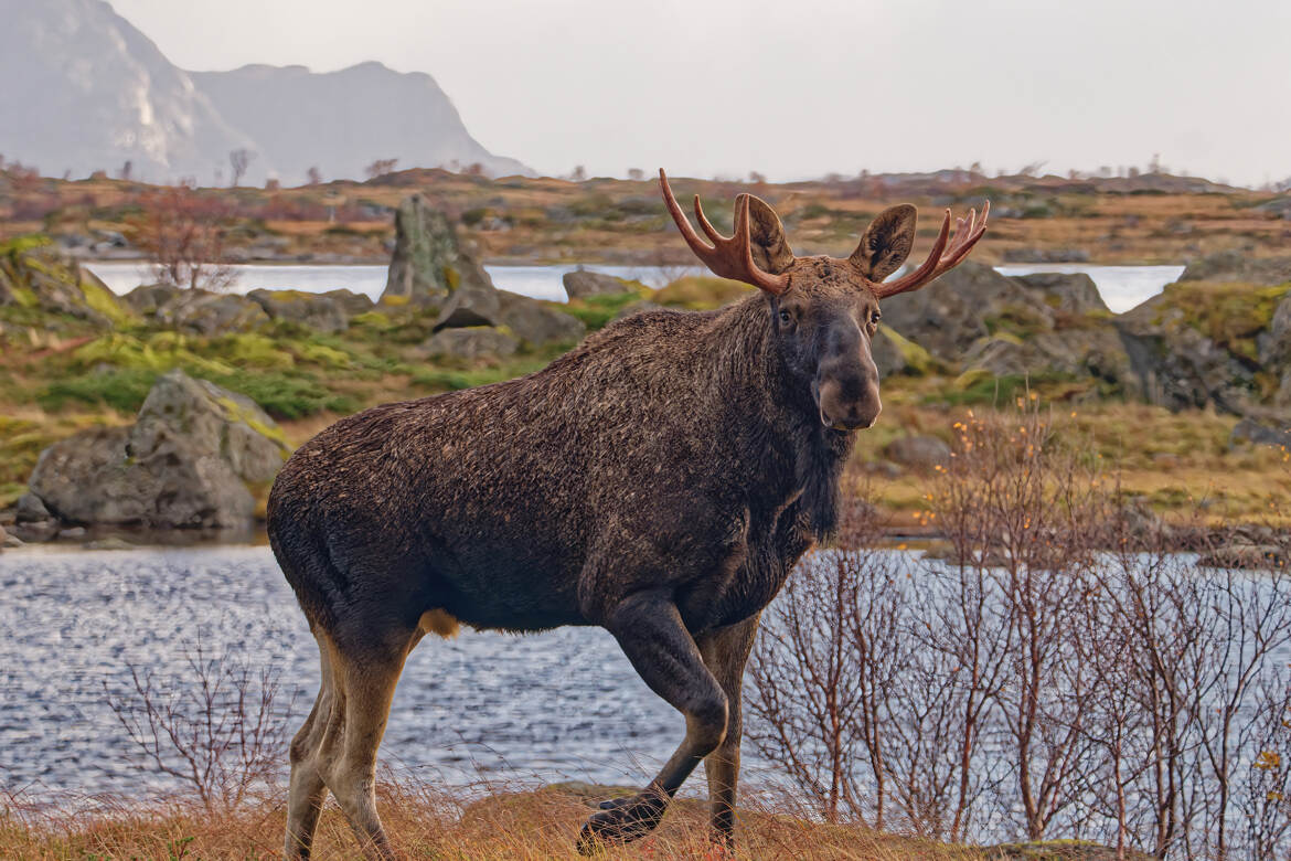 L'élan des Lofoten.