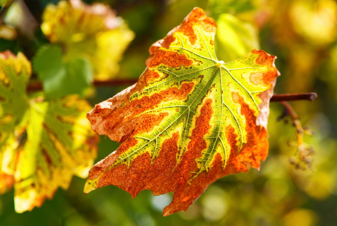 Il était une feuille au bout de la branche.