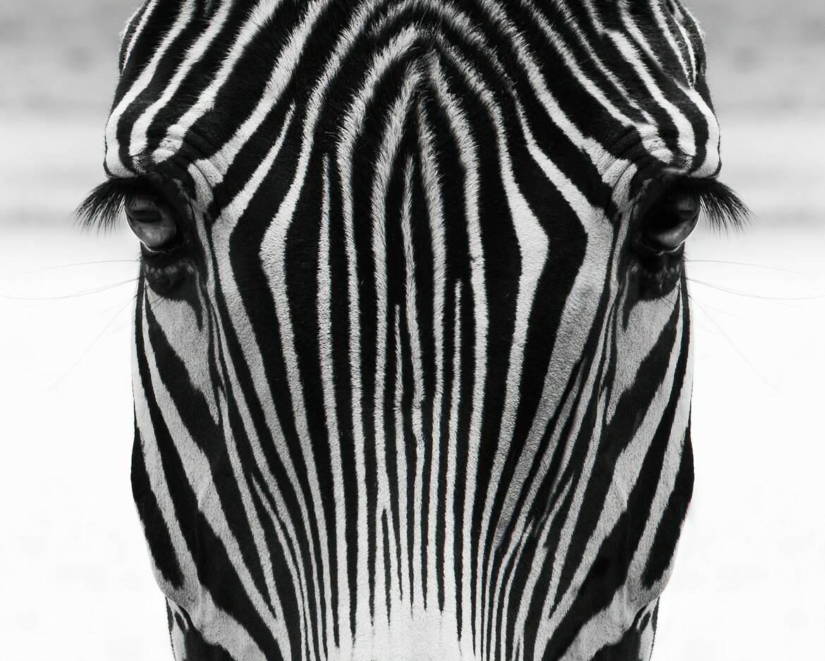 Zèbre