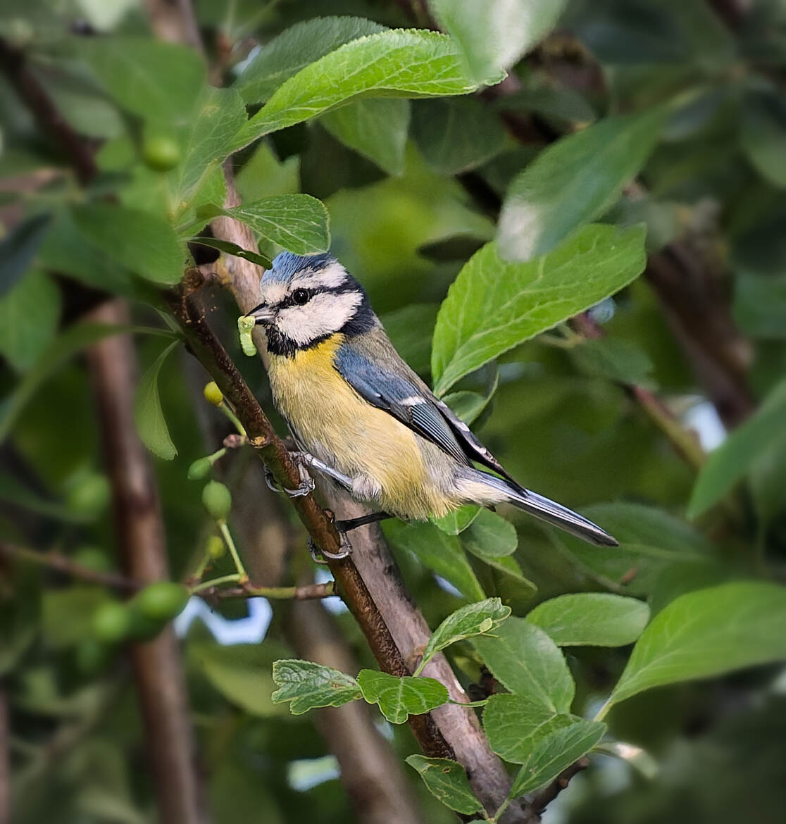 Retour de chasse (2)