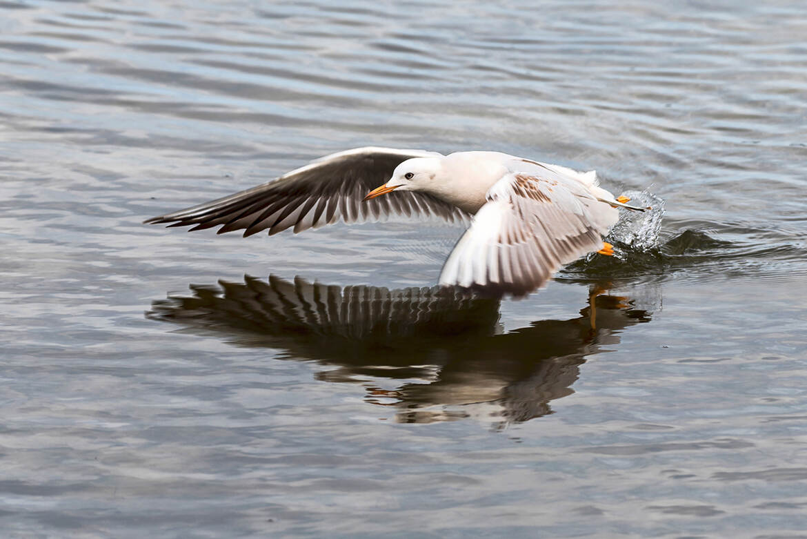 L'envol du Goëland railleur