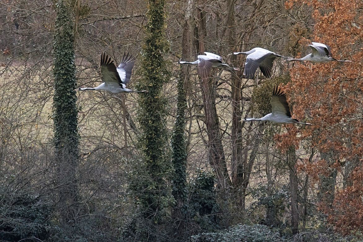 Grues en vol