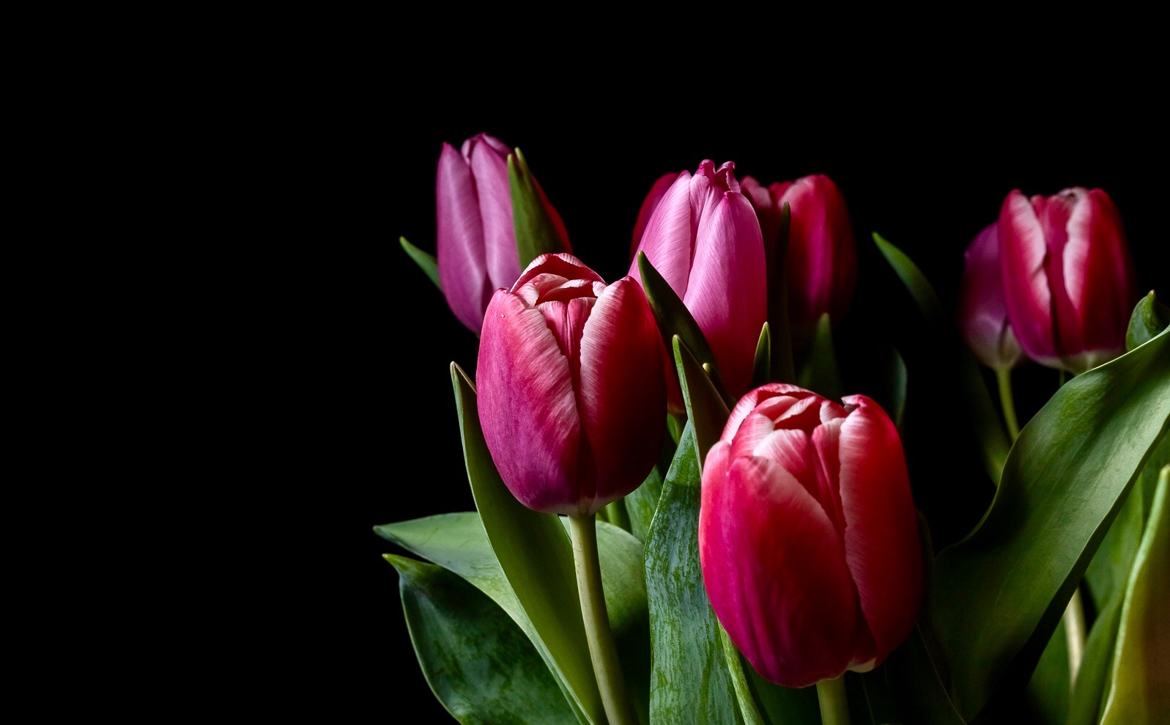 Bouquet de tulipes