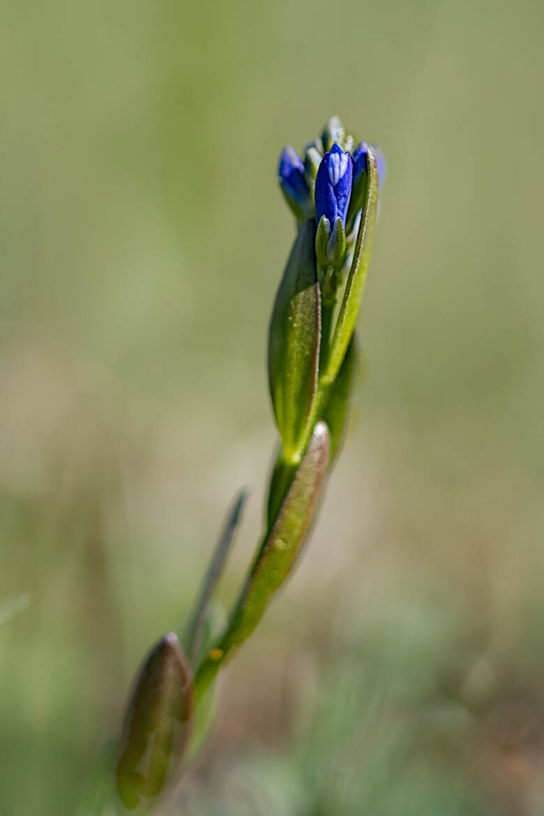 Polygale du calcaire