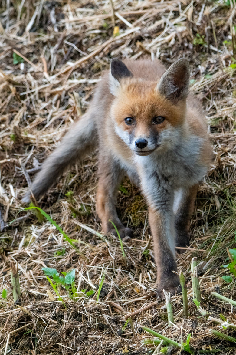 petit curieux