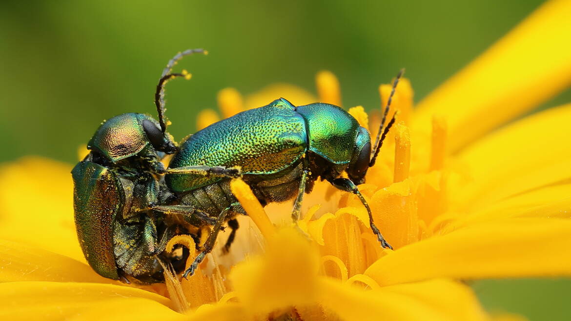 Cryptocephalus en pleine action
