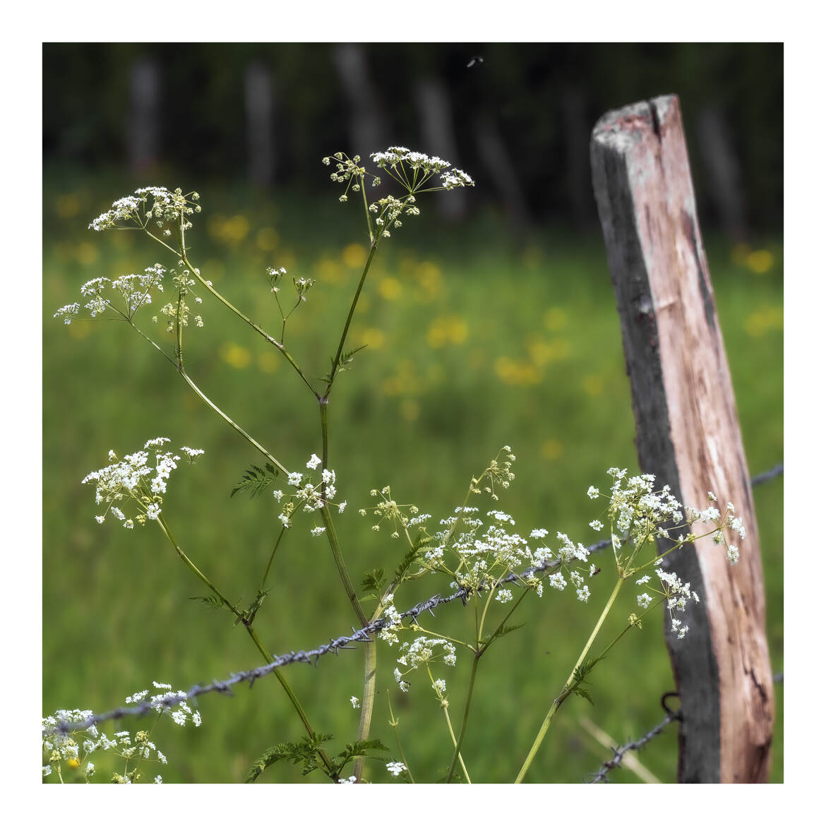 En bordure de clôtures