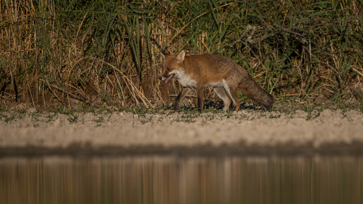 Renard d'eau ....