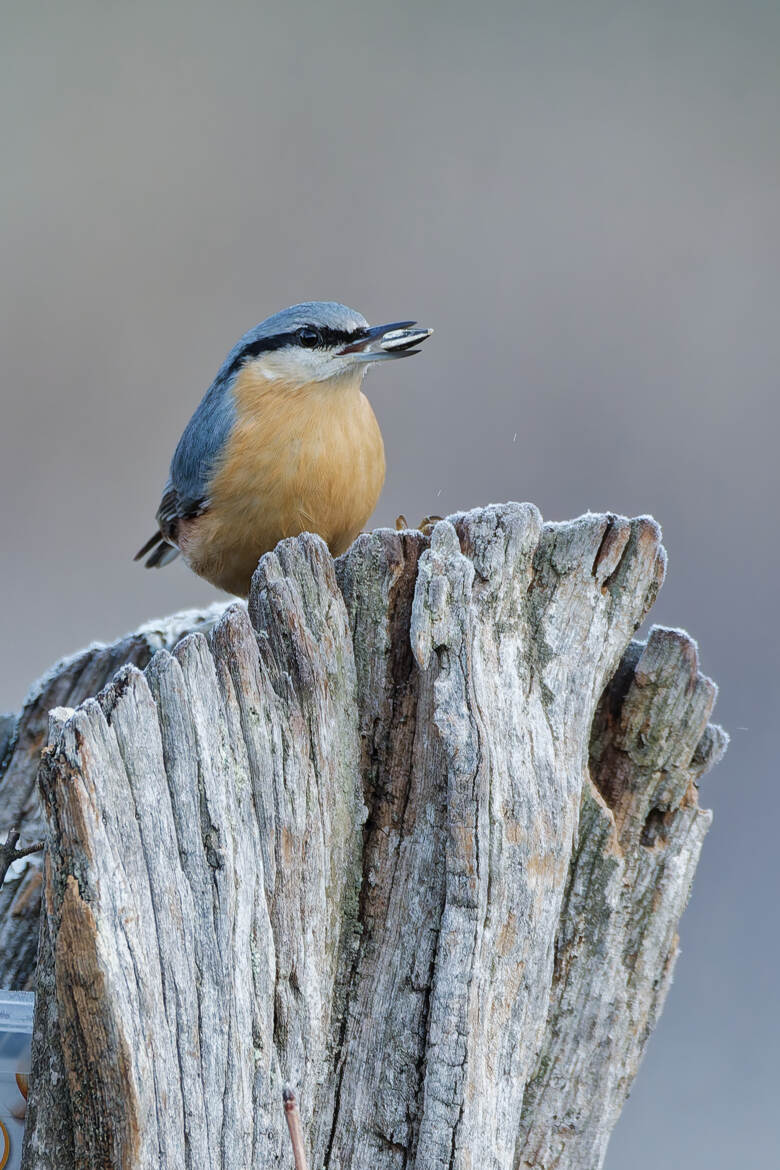 Prise sur le fait...