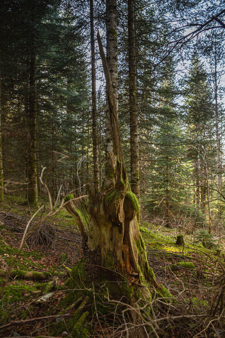 Sculpture naturelle