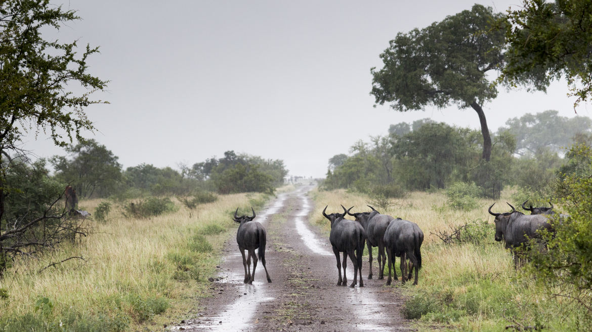 Saison des pluies au Kruger Park