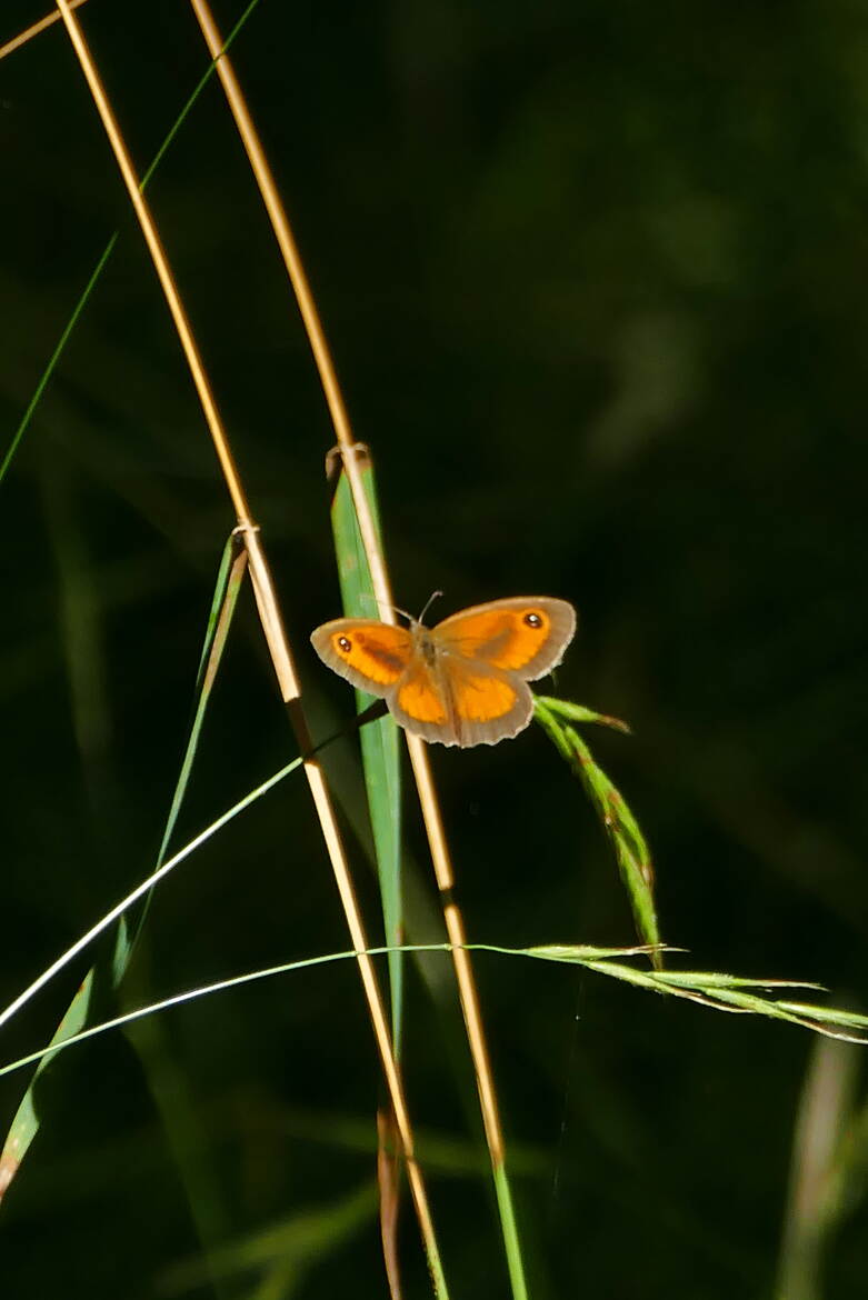 Papillon du Matin