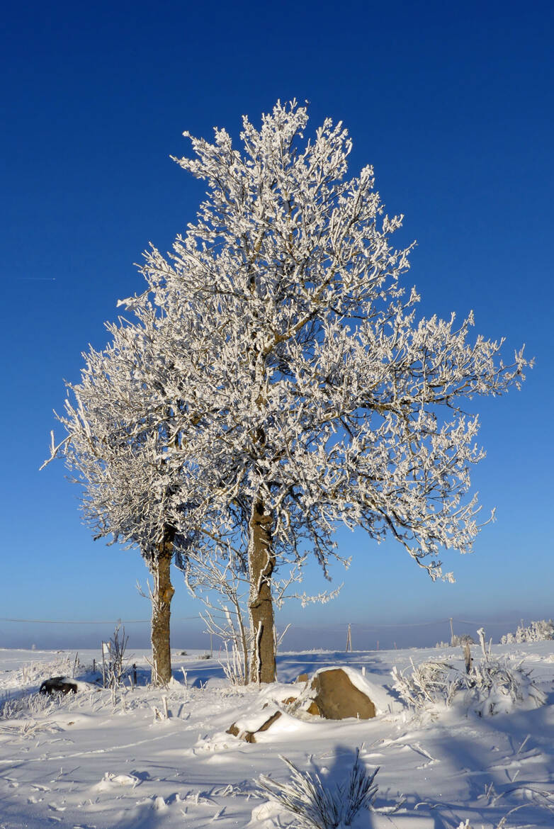 Arbres recouverts de givre