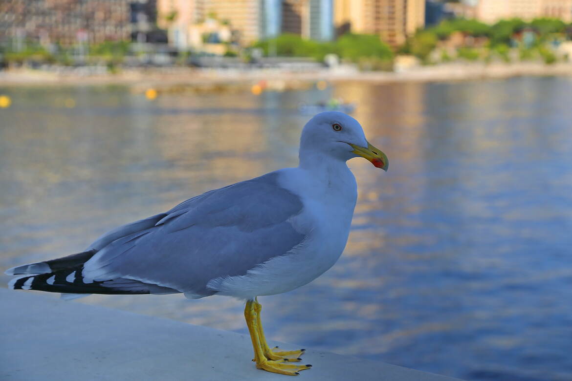 Symbole de liberté et de beauté.