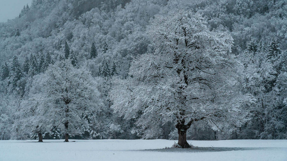 Mon chêne préféré !