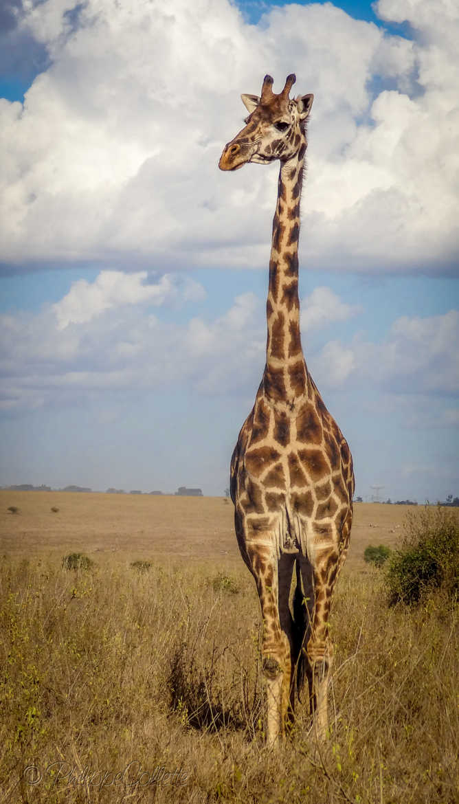 Un cou dans les nuages