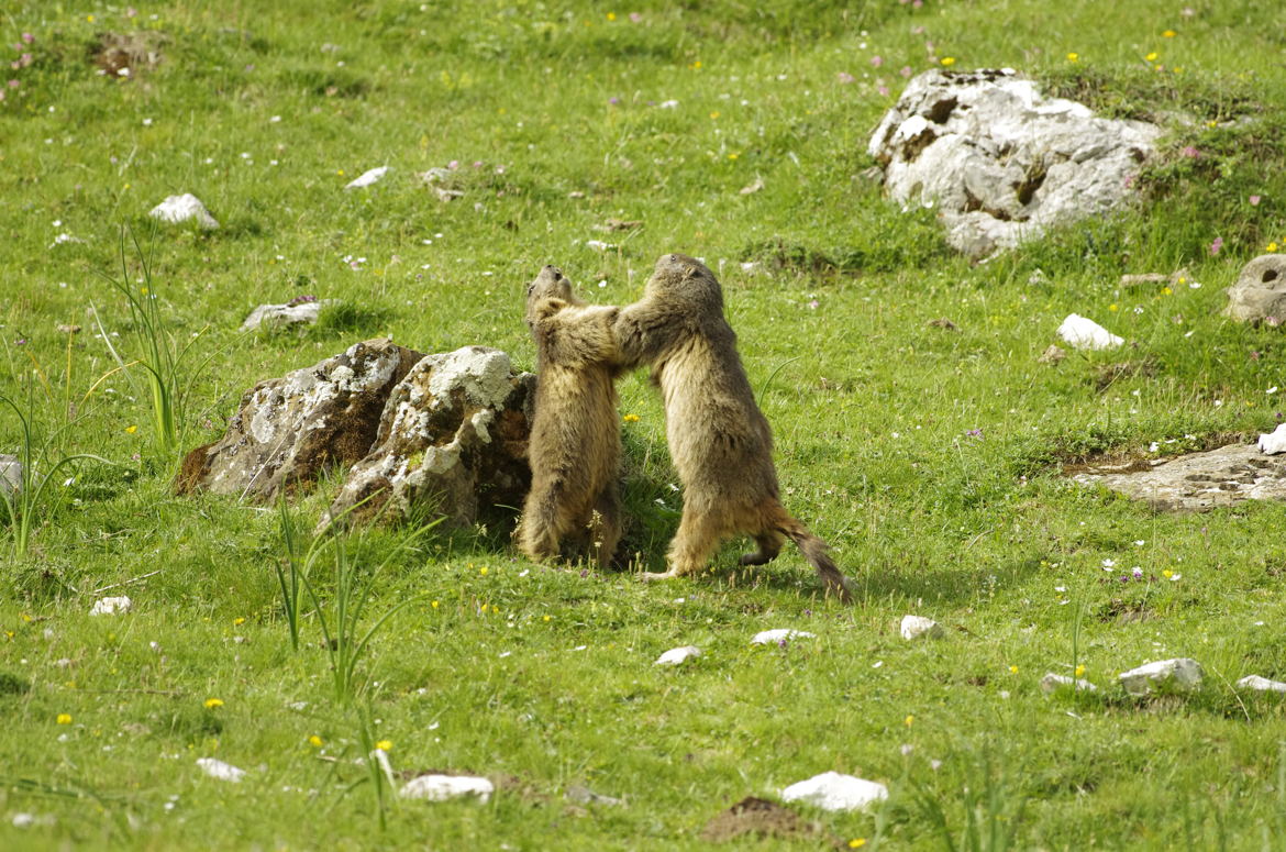 Chamaillerie dans la prairie