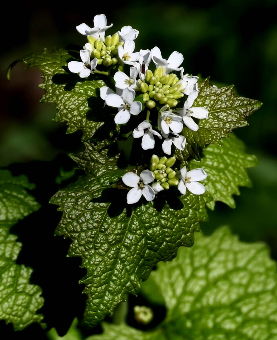 Alliaire officinale