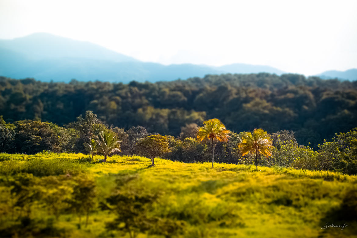 tiltshift des bois