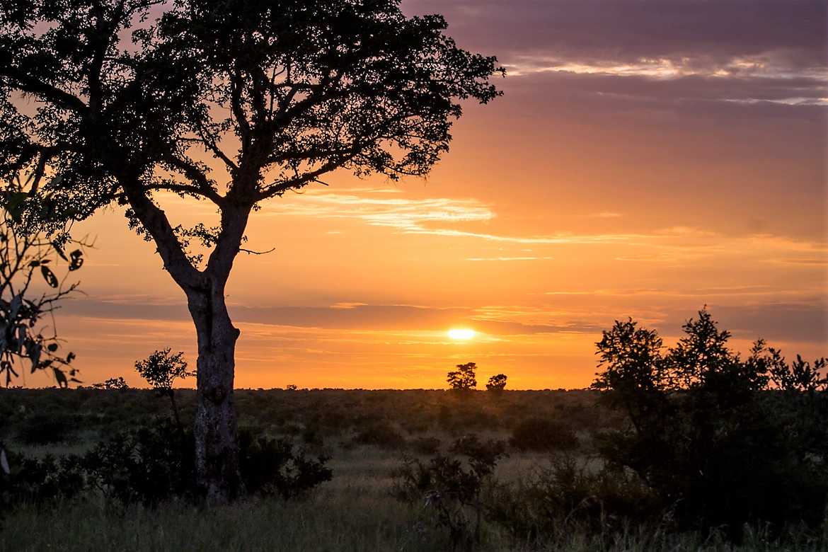 Sunrise sur le bush africain